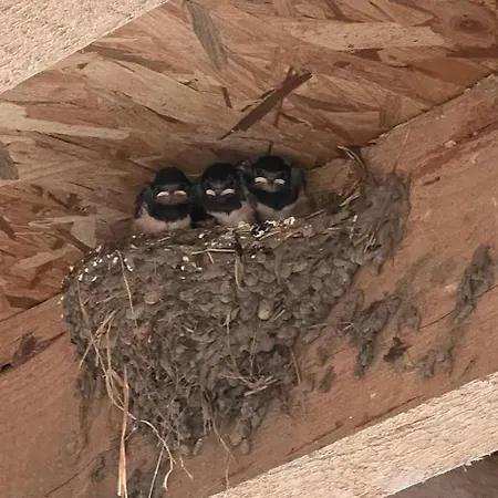 Les 3 Hirondelles - Maison Avec Grand Jardin 別荘 Bracquemont
